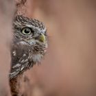 Gonzo the little Owl