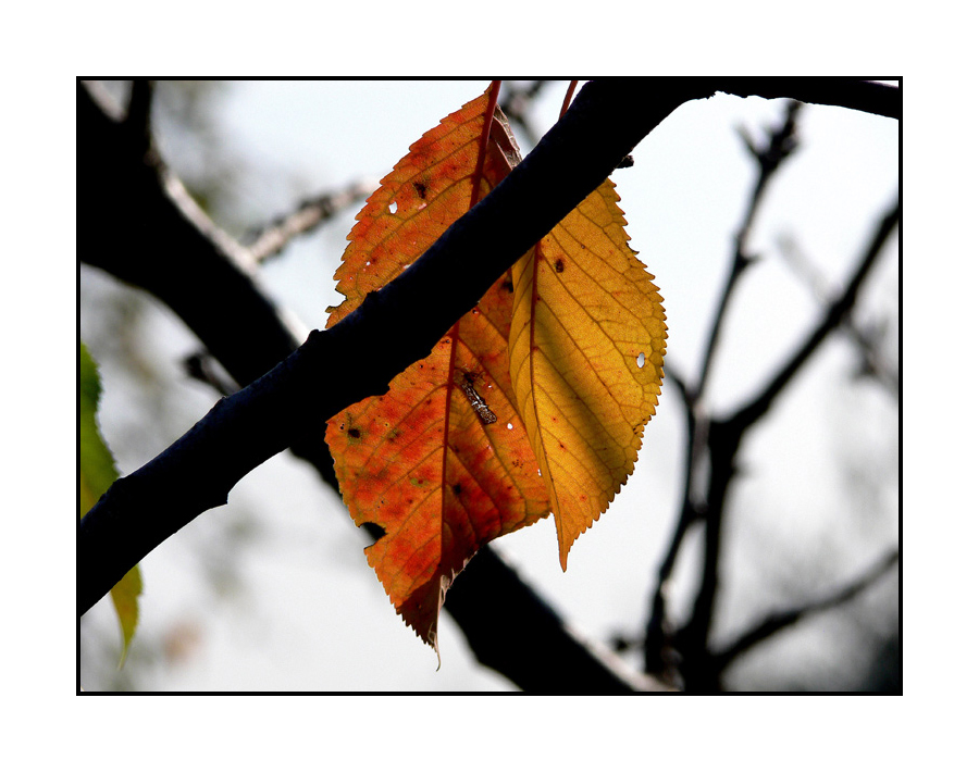 Good-bye Autumn