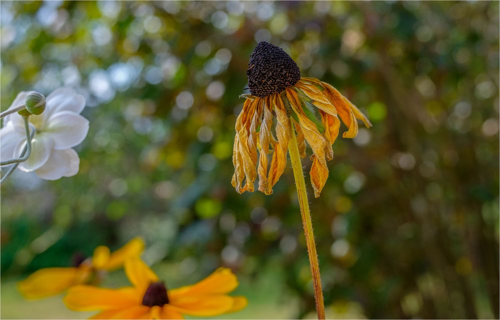 Good bye Rudbeckia