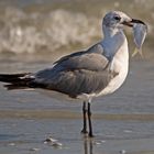 Good for the Bird, Bad for the Fish