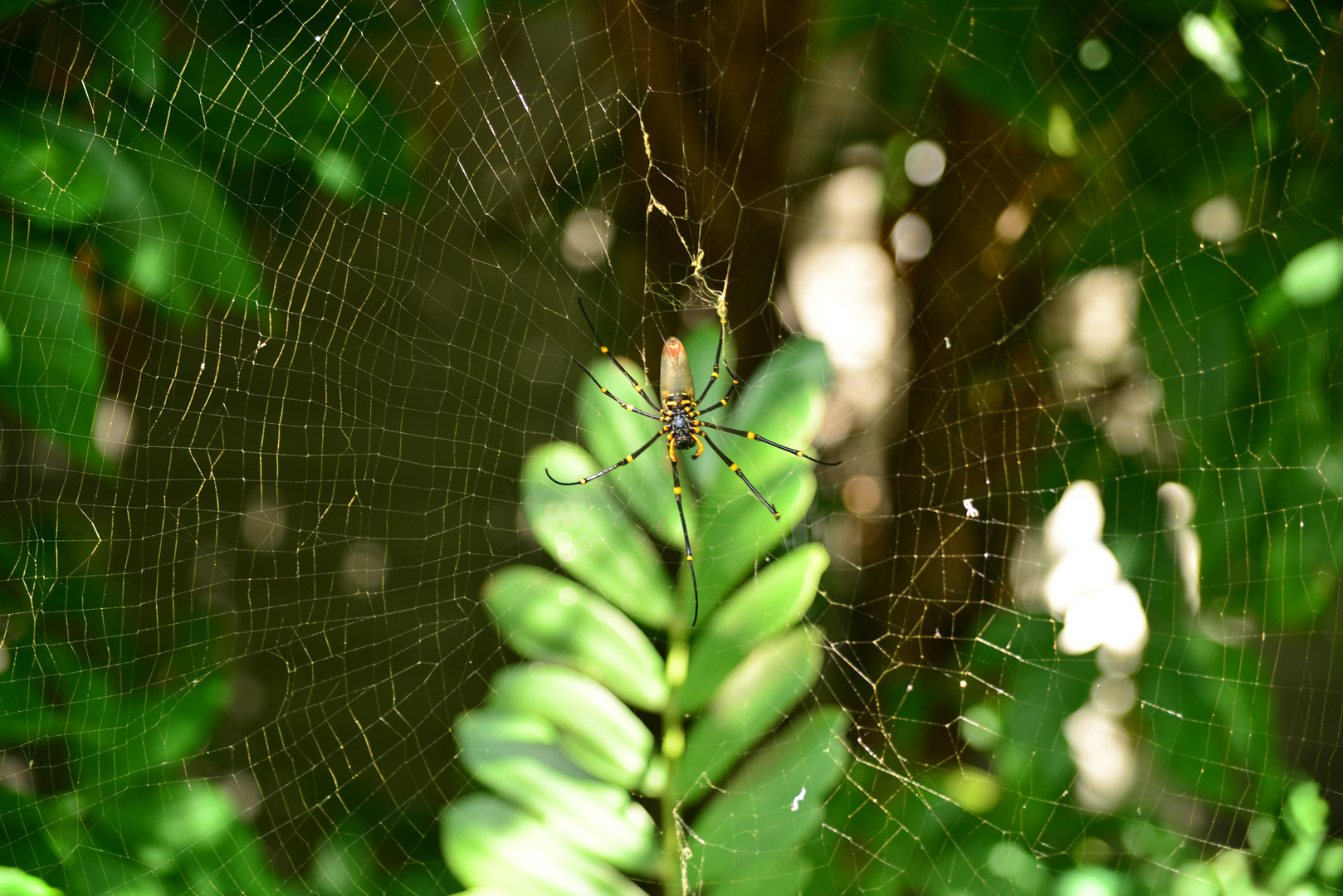 Good locking Spider 