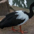 Good Looking Duck