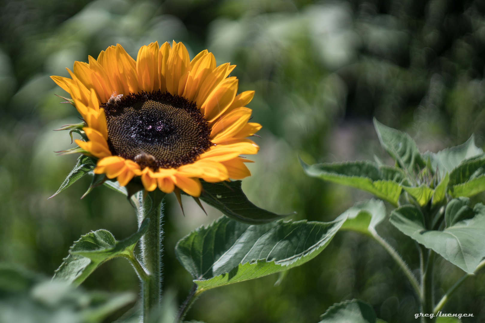 good mornin' sunflower - mit monster Bokeh