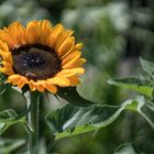 good mornin' sunflower - mit monster Bokeh