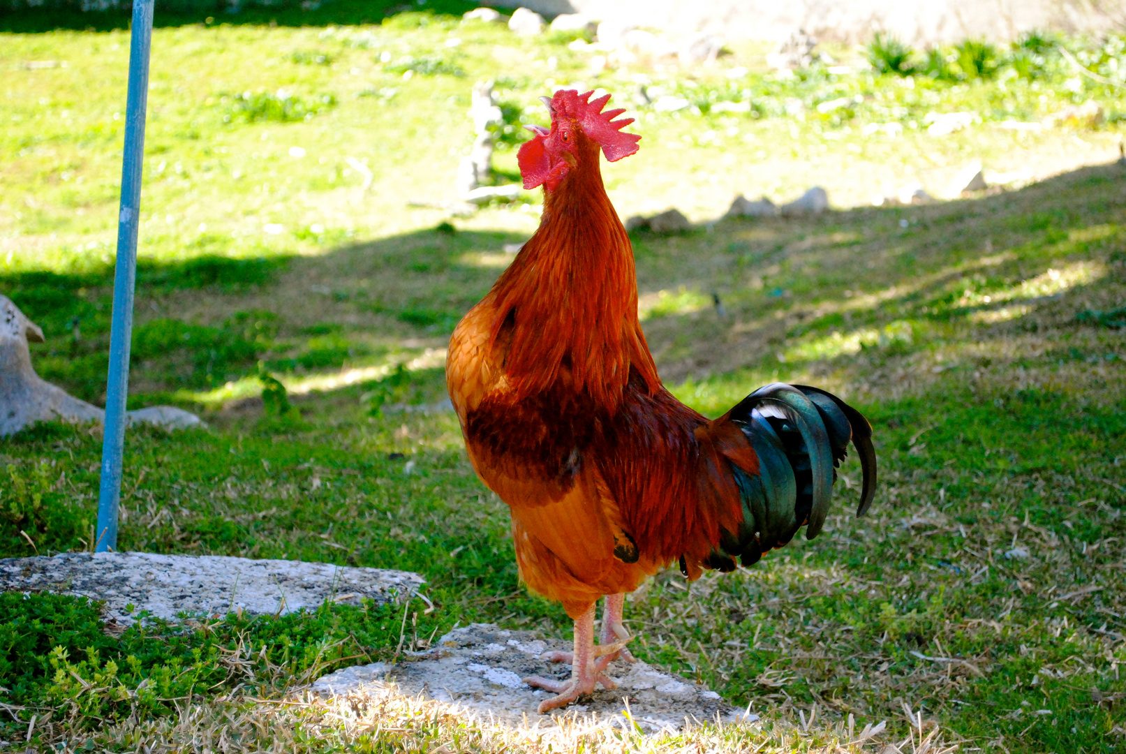 good morning photo & image | animals, farm animals, pets & farm animals images at photo community good morning photo & image | animals, farm animals, pets & farm animals images at photo community