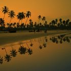 'Good Morning' inPalm Trees