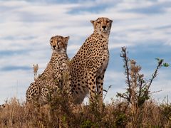 Good Morning Masai Mara