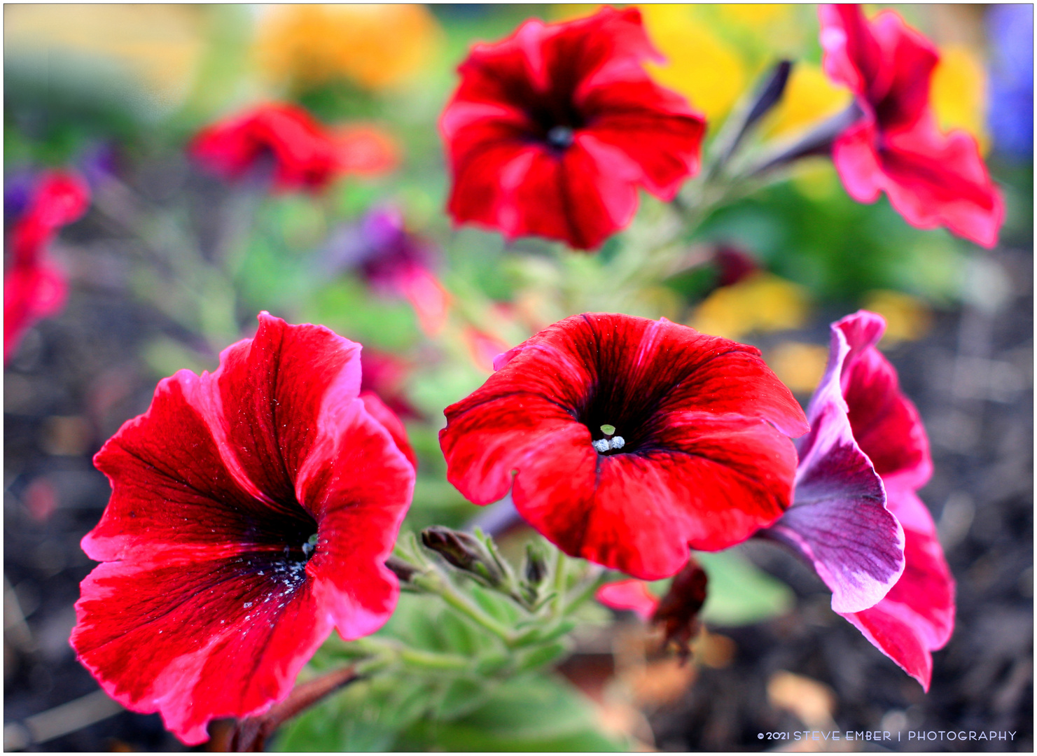 Good Morning, Morning Glories