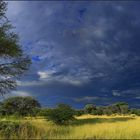 *--Good Morning Okavango-Delta--*