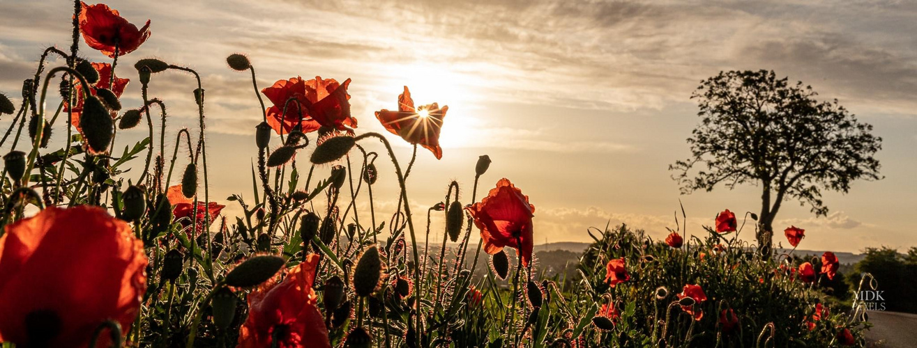 Good Morning Poppies 