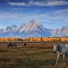 Good Morning, Tetons