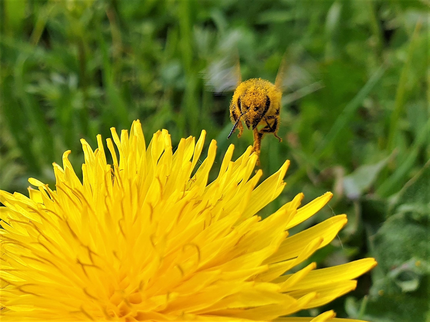 Good Morning yellow Day!