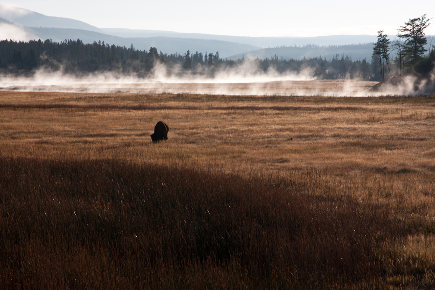 good morning Yellowstone III