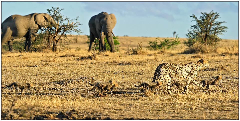 Good news aus der Masai Mara