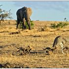 Good news aus der Masai Mara