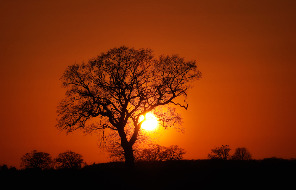 good night big tree