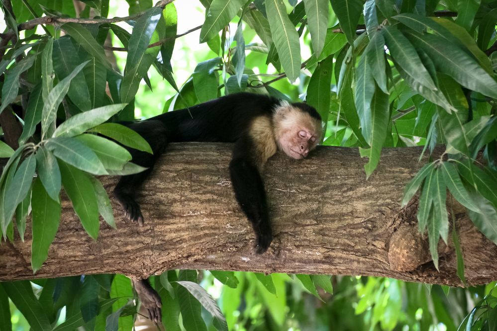 "good night little monkey" von dhallcaballero