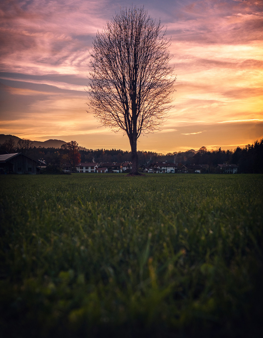 Good night lonely tree