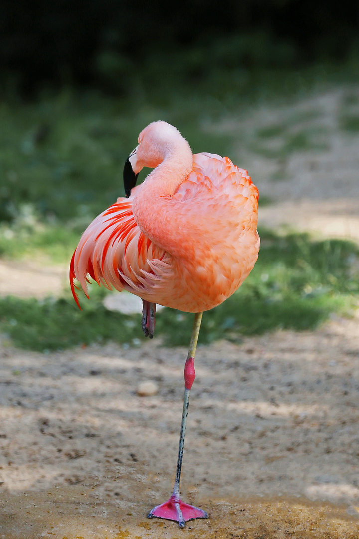 Good Night - Pink Flamingo