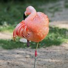 Good Night - Pink Flamingo