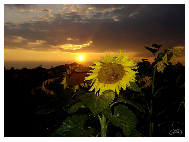 Good night sunflower Foto & Bild sonnenuntergänge, himmel & universum