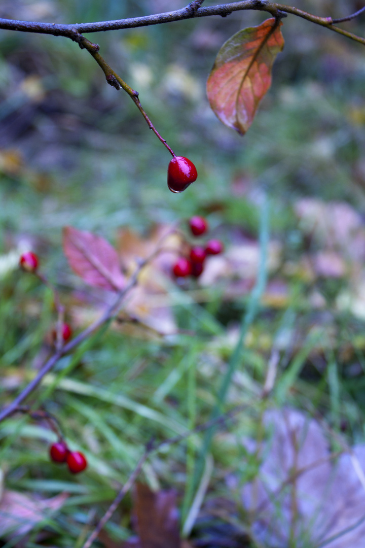 good or bad berries?