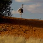 Goodby Kalahari