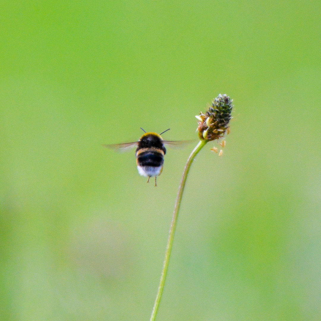 Goodbye and farewell, Bumblebee!