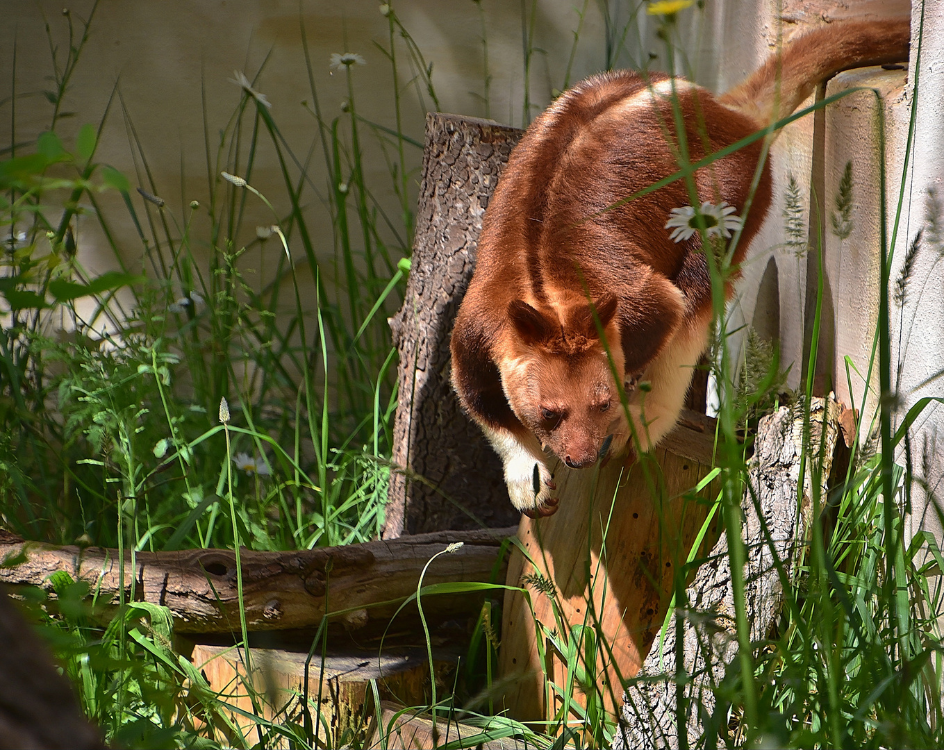 Goodfellow-Baumkänguru (Dendrolagus goodfellowi)