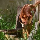 Goodfellow-Baumkänguru (Dendrolagus goodfellowi)