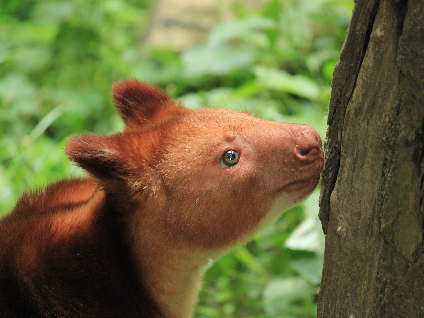 Goodfellow-Baumkänguru Zoo Krefeld