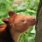 Goodfellow-Baumkänguru Zoo Krefeld