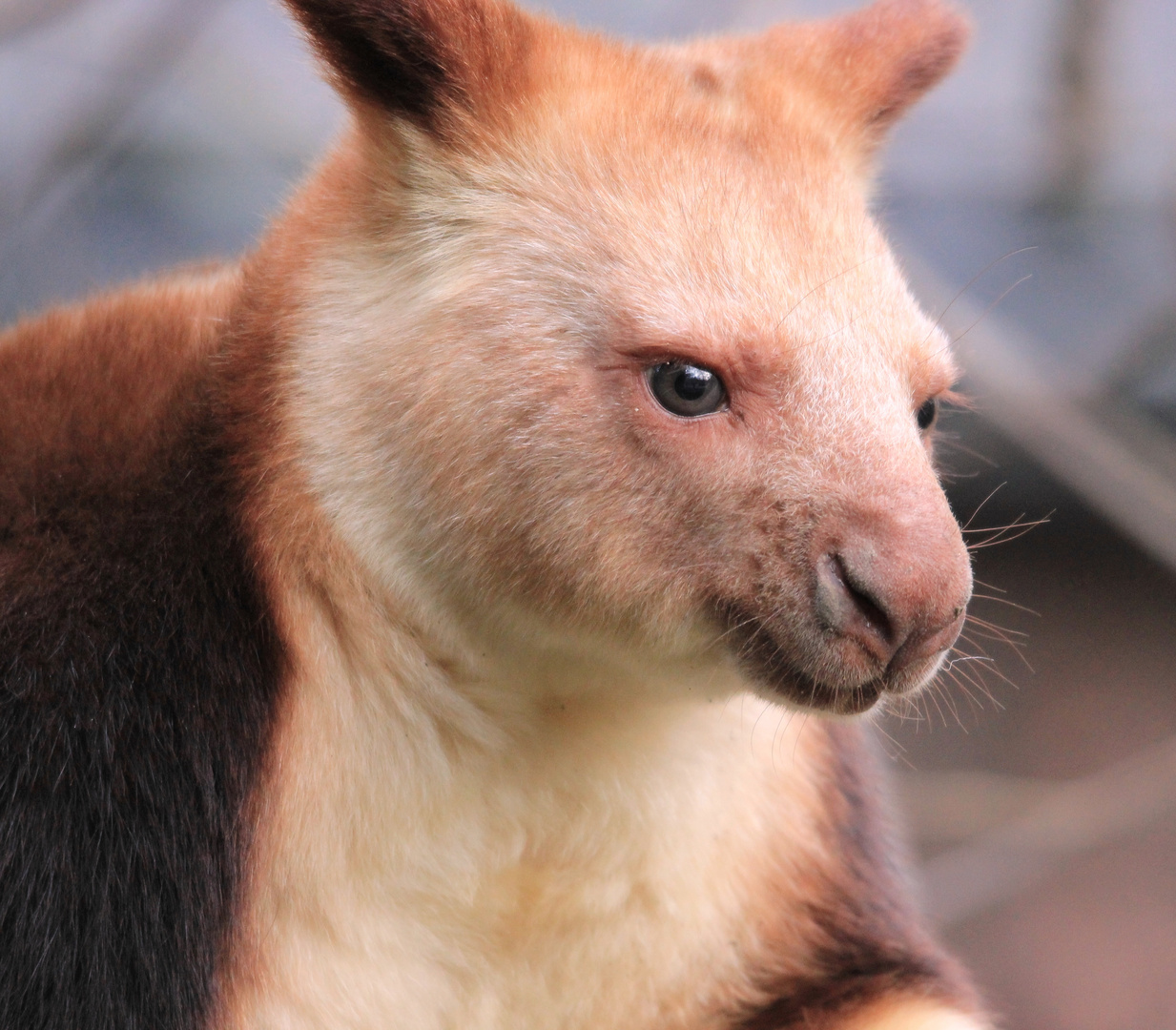 Goodfellow-Baumkänguru Zoo Krefeld