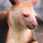 Goodfellow-Baumkänguru Zoo Krefeld