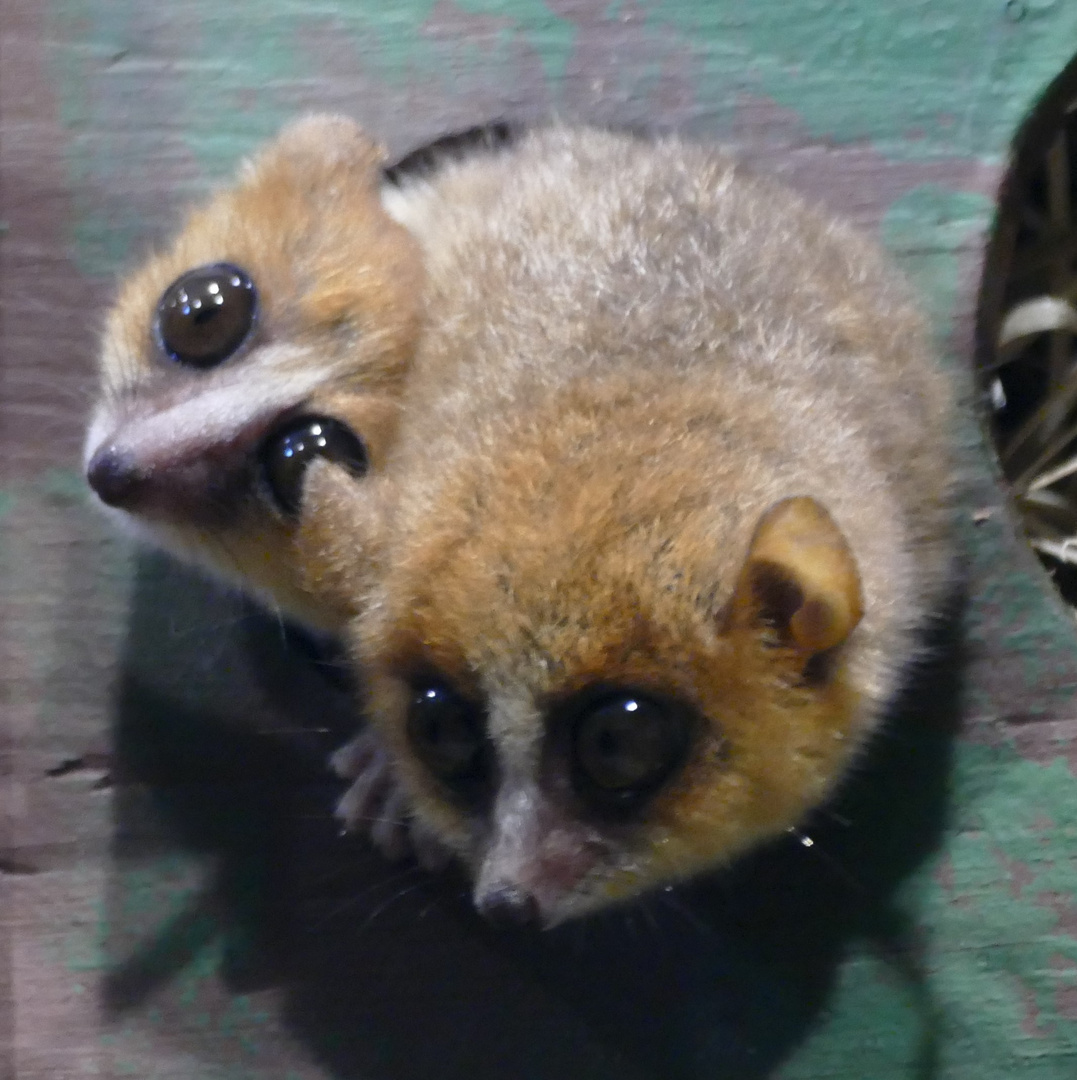 Goodman Mausmakis im Kölner Zoo