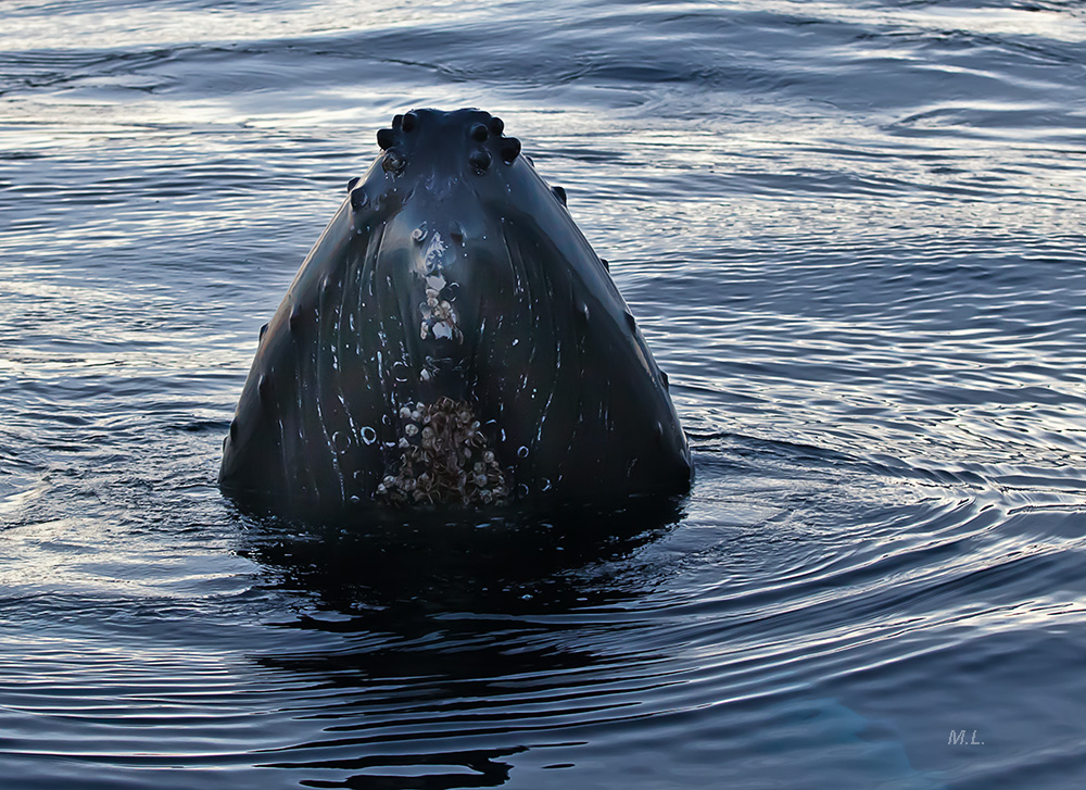 goodnightkiss of a whale