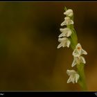 •Goodyera repens•