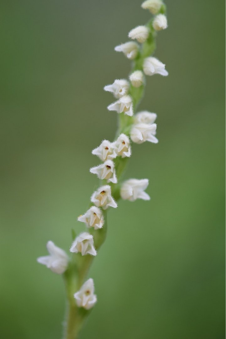 Goodyera repens 