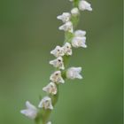 Goodyera repens 