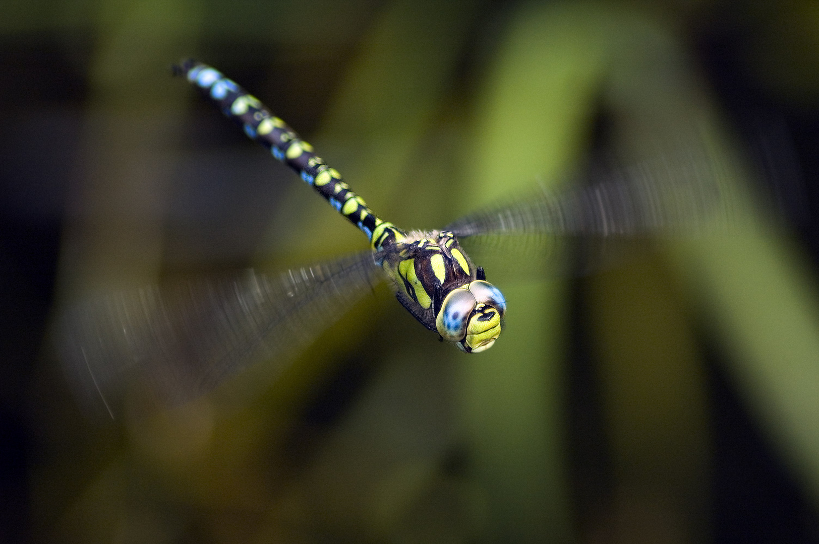 Goofy Foto & Bild tiere, natur Bilder auf