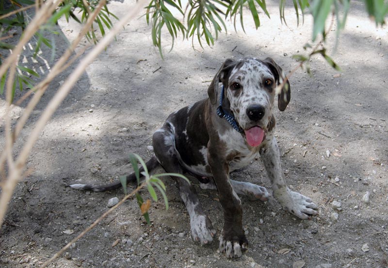 Goofy, 4 Monate Deutsche Dogge