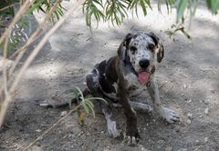 Goofy, 4 Monate Deutsche Dogge