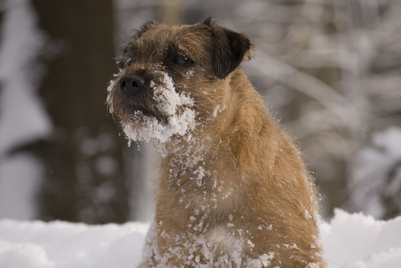 Google im Schnee und mit Schnee