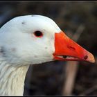 Goose