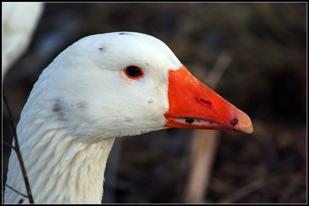 Goose