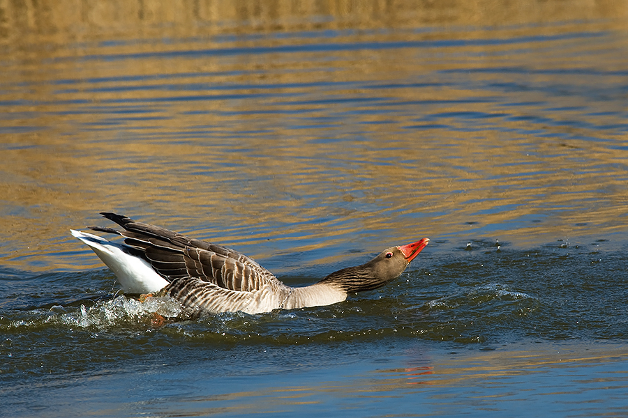 goose