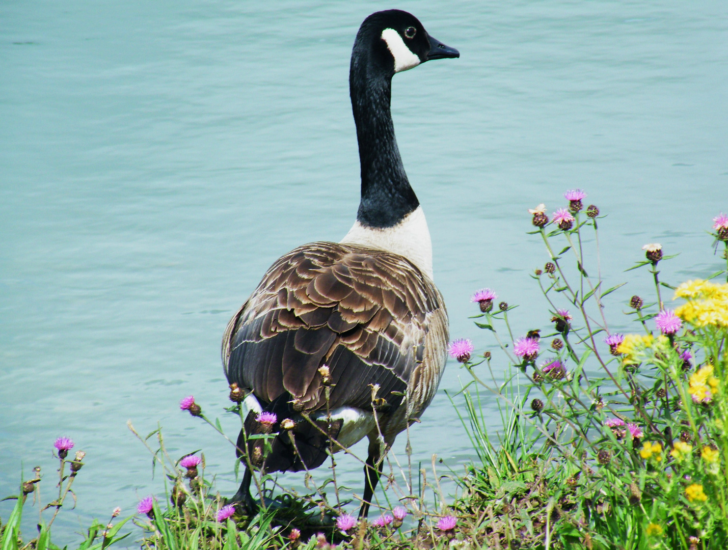 Goose