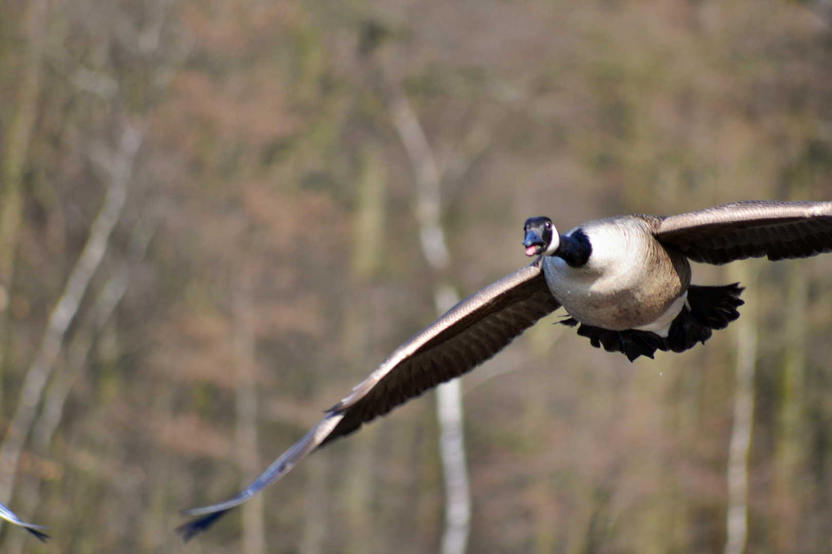 Goose at "Beversee" II