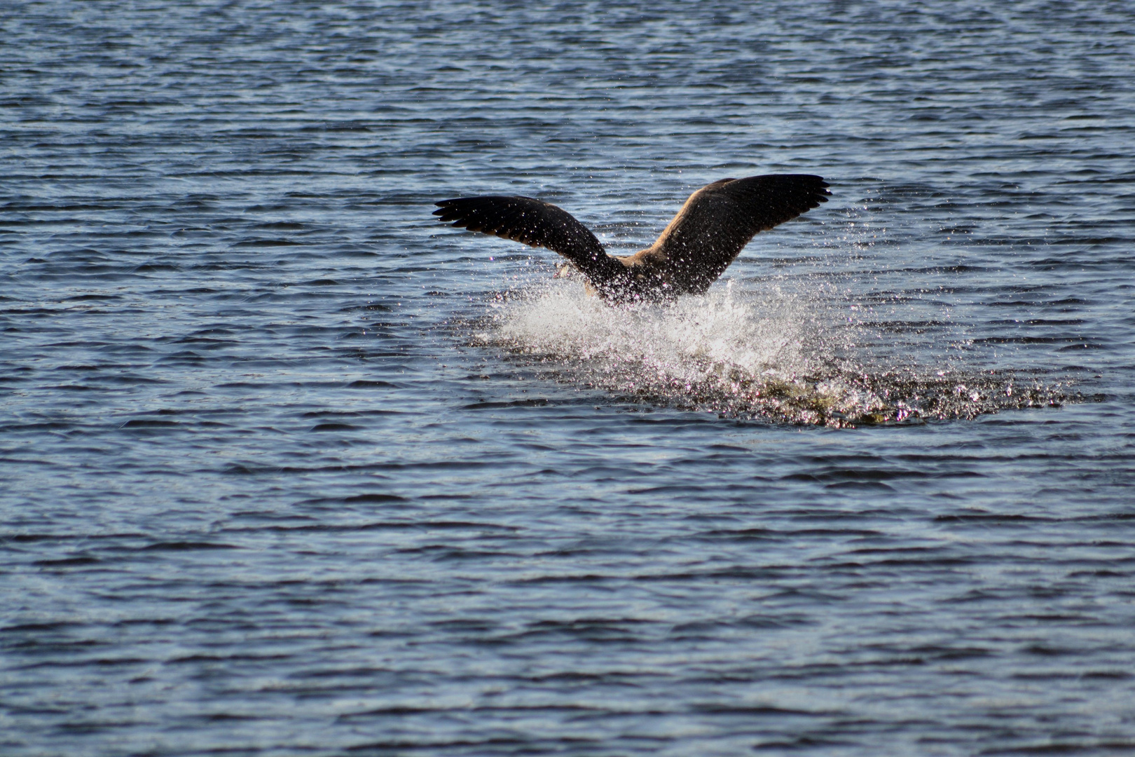 Goose at "Beversee" V