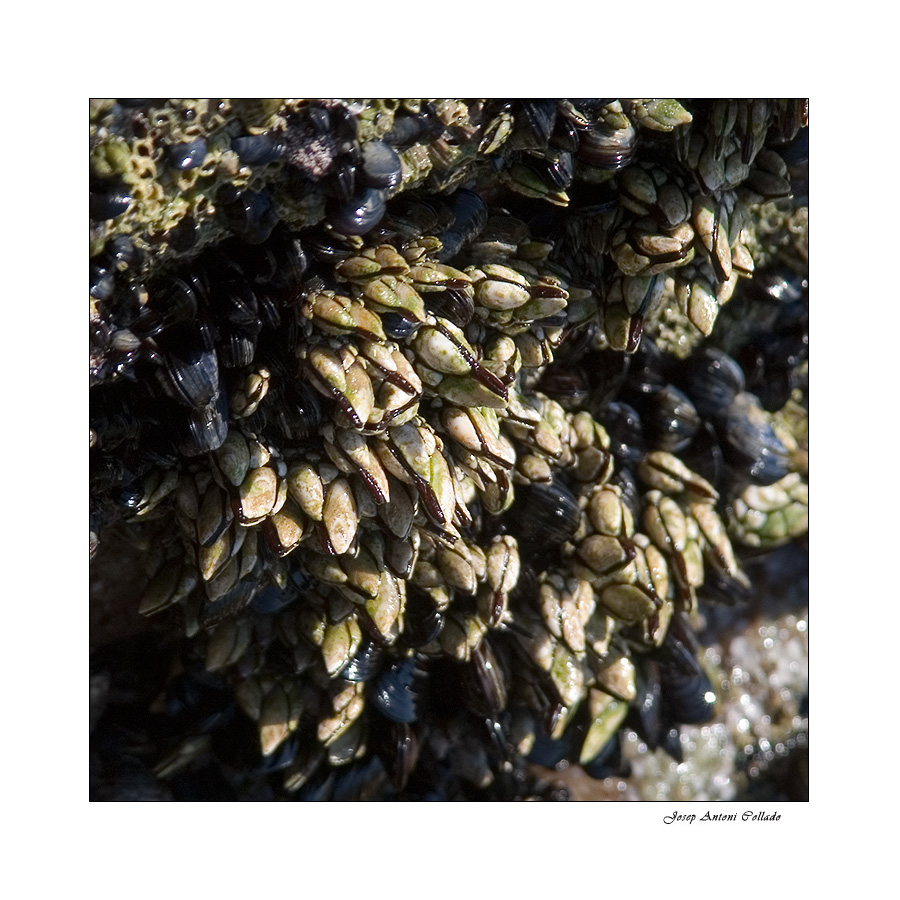 Goose barnacles (Percebes)